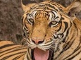 6 Day Golden Triangle Tour with Ranthambore{Delhi Agra Jaipur Ranthambore Tour} 