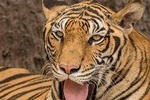 6 Day Golden Triangle Tour with Ranthambore{Delhi Agra Jaipur Ranthambore Tour} 
