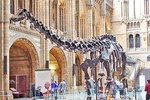 Kid-Friendly Natural History Museum & Dinosaurs Private Guided Tour in London