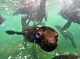 Swim with Seals