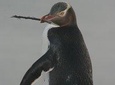 Dunedin City Highlights, Otago Peninsula Scenery & a Guided Penguin Reserve Tour