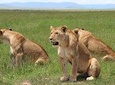 3days Masai Mara private safari with a 4x4 land cruiser Jeep
