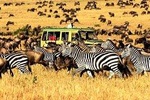 7 Days Luxury Lodge Safaris