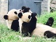 Private Panda Tour with Cooking Class One-day Trip