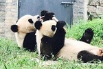 Private Panda Tour with Cooking Class One-day Trip
