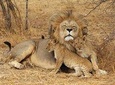 3 Days 2 Nights in Maasai Mara via The Great Rift Valley