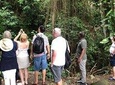Rainforest Tours in St. Kitts