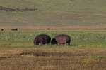 Tanzania Budget camping safaris