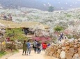 Gwangyang Maewha Festvial and Jeonju Hanok Village 1 day trip from Seoul