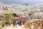 Gwangyang Maewha Festvial and Jeonju Hanok Village 1 day trip from Seoul