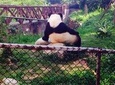 Half-day Private Panda Tour with Vegetarian Lunch in Nunnery