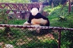 Half-day Private Panda Tour with Vegetarian Lunch in Nunnery