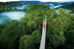 Hanging bridges over the clouds in Monteverde from San José