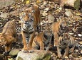 Private Ranthambore Tiger Reserve 3-Day Tour from Delhi