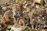 Private Ranthambore Tiger Reserve 3-Day Tour from Delhi