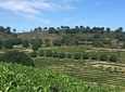 Picking tea and taste tea in yangshuo