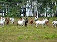 New Forest & Salisbury Day Tour from Southampton