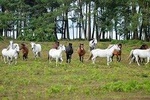 New Forest & Salisbury Day Tour from Southampton
