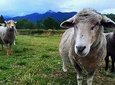 Trevena Glen Farm Animal Experience