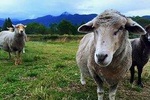 Trevena Glen Farm Animal Experience