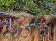 Macaw Clay Lick 4 days & 3 nights