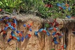 Macaw Clay Lick 4 days & 3 nights