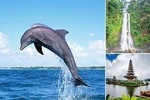 Bali Dolphin Tour at Lovina, Gitgit Waterfall and Ulundanu Beratan