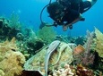 Cruise Excursion – 2 Scuba Dives with transport (for certified divers)