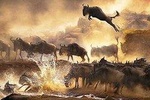 3 days Masai Mara private safari in AA lodge