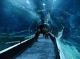 Aquario With Olympic Boulevard Rio de Janeiro