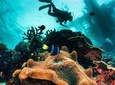 Try and Discover scuba diving