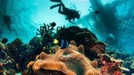 Try and Discover scuba diving