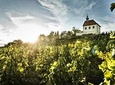 Hidden Vineyards and Private Winery Tour in Prague