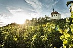 Hidden Vineyards and Private Winery Tour in Prague