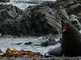Seal Coast 4WD Safari