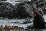 Seal Coast 4WD Safari