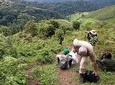 Amazing Gorillas in the mist