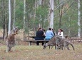 Blue Mountains day tour includes our popular breakfast with the wild Kangaroos 