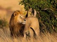 3 DAY MASAI MARA BY AIR (from nairobi)
