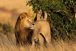 3 DAY MASAI MARA BY AIR (from nairobi)