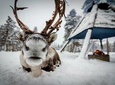 Reindeer Farm Experience