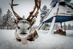 Reindeer Farm Experience