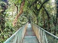 Monteverde Hanging Bridges Day Trip from San Jose