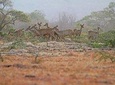 Baluran national park tour from Banyuwangi