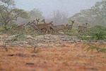Baluran national park tour from Banyuwangi