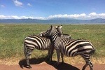 Daytrip to Ngorongoro Crater