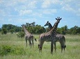2 Days 1 Night Mikumi National Park from Dar es salaam