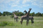 2 Days 1 Night Mikumi National Park from Dar es salaam