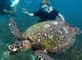 2-dive trip to Koh Tao