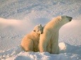 Ounasvaara and Ranua Zoo
